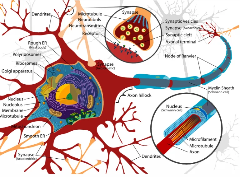 demyelinating disease